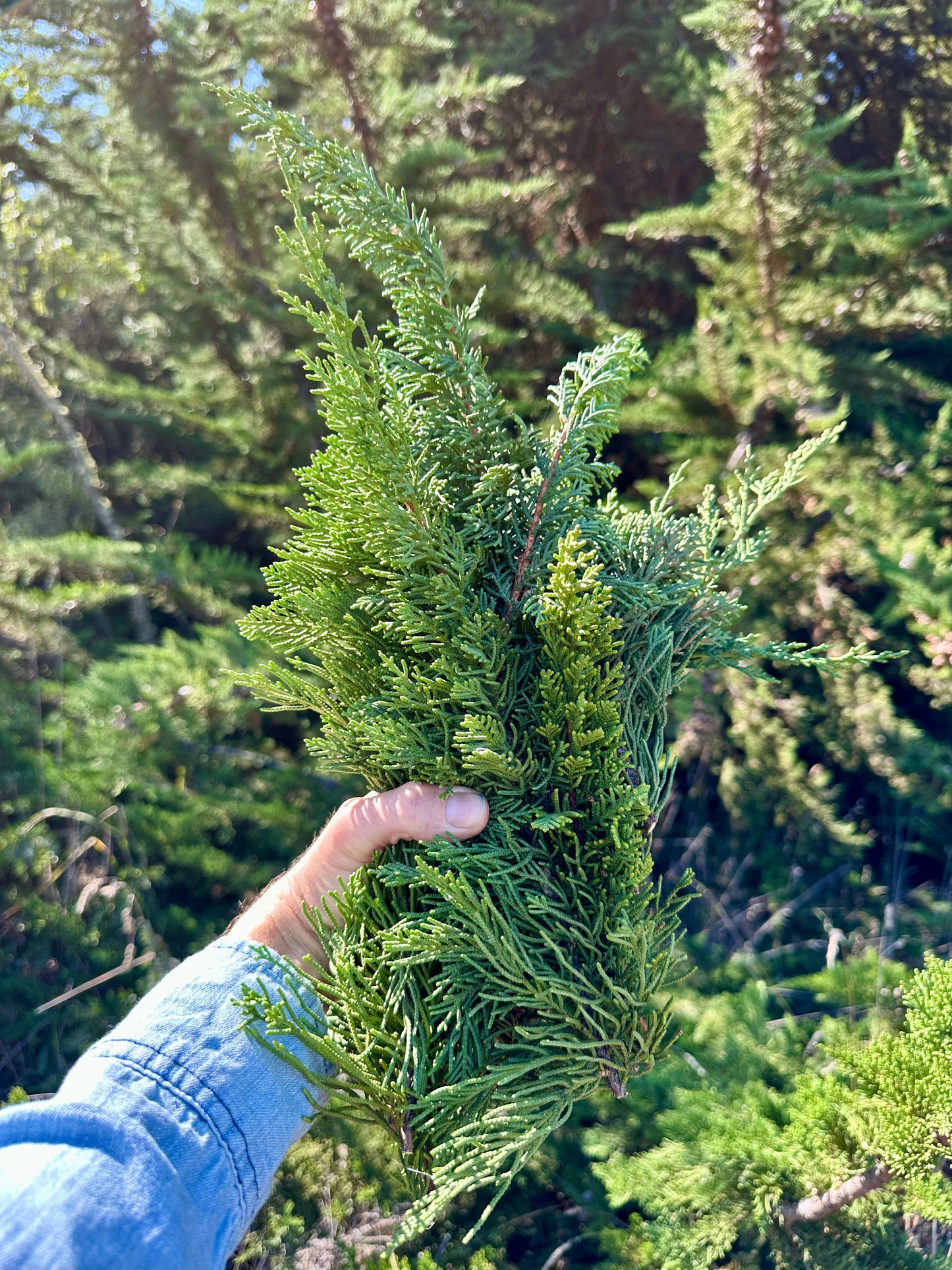 Wild Water: Eucalyptus + Cypress Hydrosol