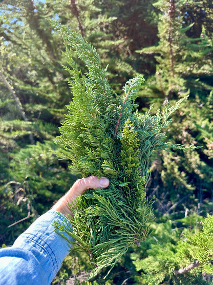 Wild Water: Eucalyptus + Cypress Hydrosol